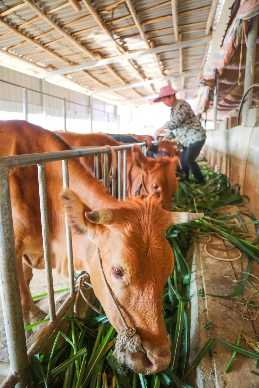 黄月娇家庭:养牛养猪脱贫记